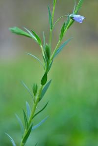 Linum bienne