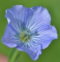 Linum bienne