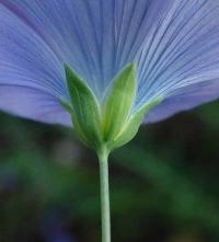 Linum usitatissimum