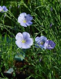 Linum usitatissimum