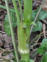 Ranunculus acris