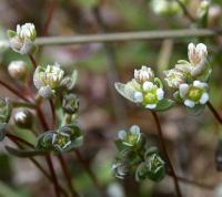 Radiola linoides