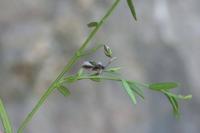 Polygala rupestris