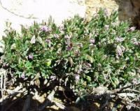 Polygala rupestris