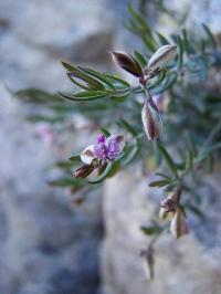 Polygala rupestris