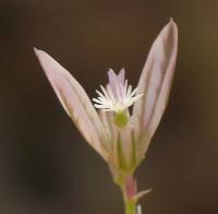 Polygala monspeliaca