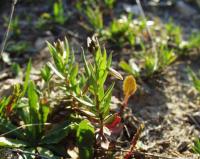 Polygala monspeliaca