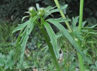 Ranunculus acris