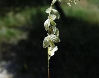 Polygala monspeliaca