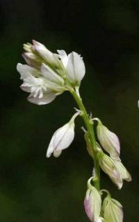 polygala exilis