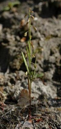 polygala exilis