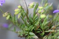 Polygala calcarea