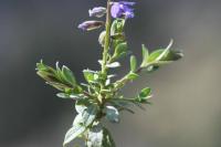 Polygala calcarea