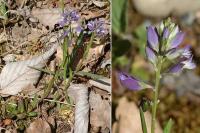 Polygala calcarea