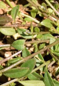 Polygala serpyllifolia