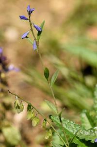 Polygala serpyllifolia