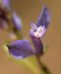 Polygala serpyllifolia