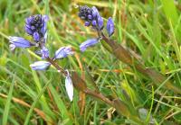 Polygala vulgaris