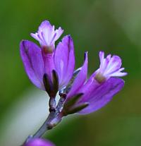 Polygala vulgaris