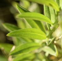 Polygala vulgaris