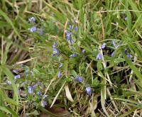 Polygala vulgaris