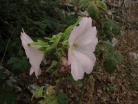 Alcea rosea