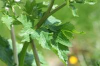 Ranunculus aconitifolius