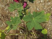 Alcea rosea