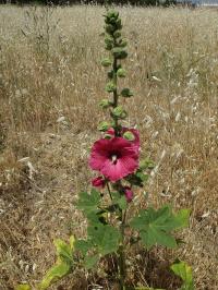 Alcea rosea