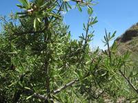 Rhamnus lycioides subsp. lycioides Rhamnus lycioides subsp. lycioides