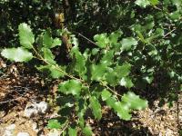 Quercus faginea subsp. faginea