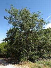 Quercus faginea subsp. faginea