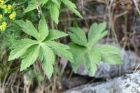 Ranunculus aconitifolius