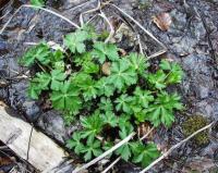 Ranunculus aconitifolius