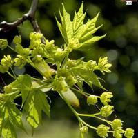 Acer platanoides