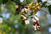 Acer pseudoplatanus