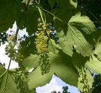 Acer pseudoplatanus