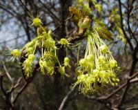 Acer pseudoplatanus