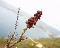 Rhus coriaria