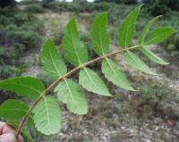 Rhus coriaria