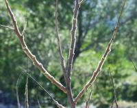 Rhus coriaria