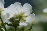 Ranunculus aconitifolius