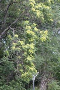 Ailanthus altissima