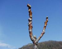 Ailanthus altissima