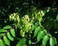 Ailanthus altissima