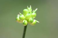 Ranunculus platanifolius