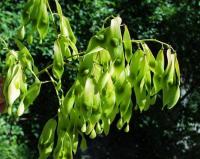 Ailanthus altissima