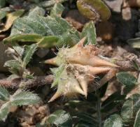 Tribulus terrestris