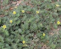 Tribulus terrestris