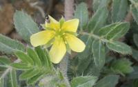 Tribulus terrestris